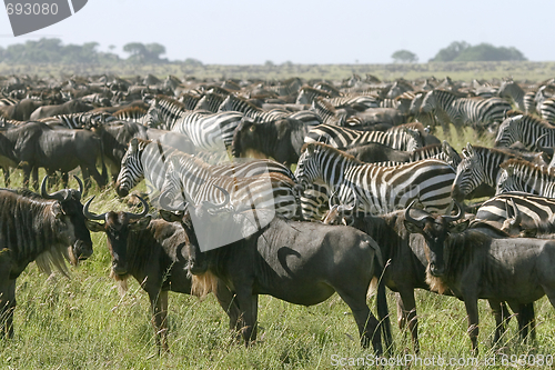 Image of Burchell's zebra