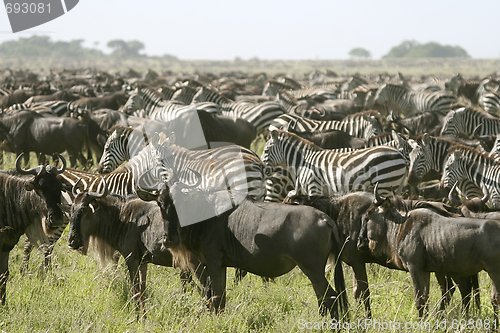 Image of The great migration