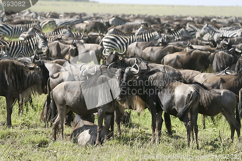 Image of The great migration