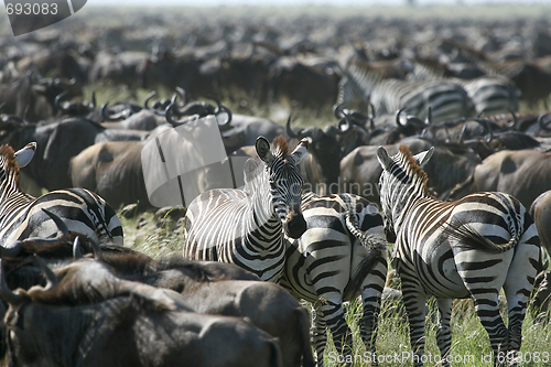 Image of Burchell's zebra (Equus burchelli)