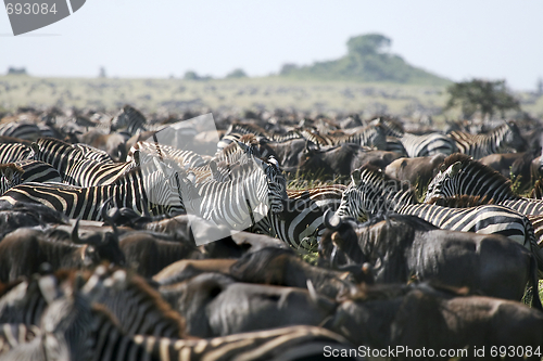 Image of Burchell's zebra (Equus burchelli)