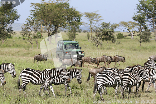 Image of Viewing the migration