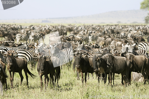 Image of The great migration