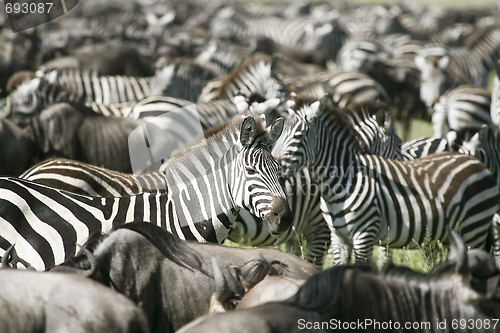 Image of Burchell's zebra (Equus burchelli)