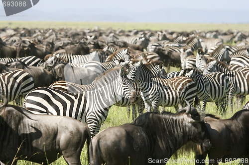 Image of Burchell's zebra (Equus burchelli)