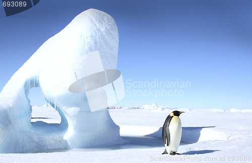 Image of Emperor penguin (Aptenodytes forsteri)