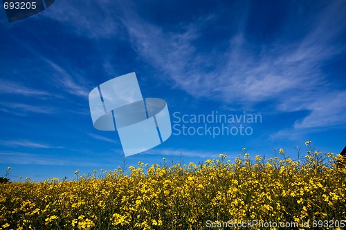 Image of Canola field