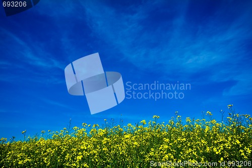 Image of Canola field