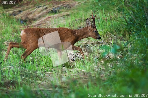 Image of Roebuck