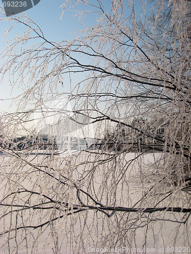 Image of  Lake on ice with a frozen tree  