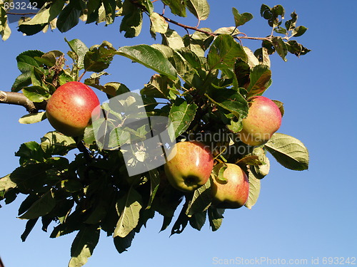 Image of apples on branch