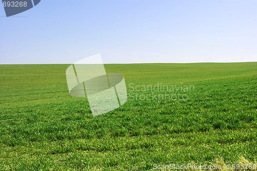 Image of Green field