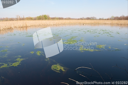 Image of Swamp