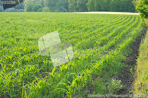 Image of Agriculture