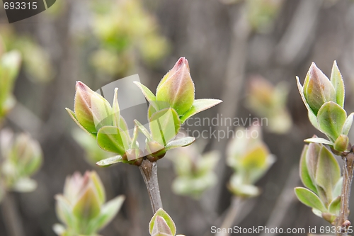 Image of Buds