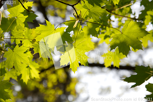 Image of Leaves