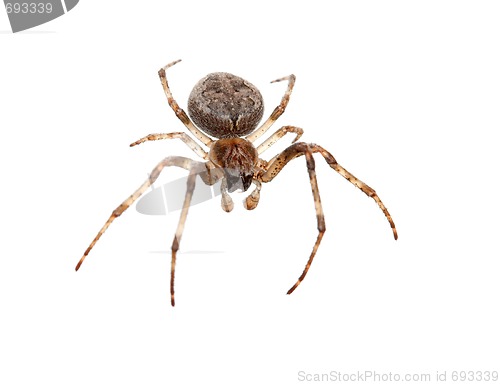 Image of Spider