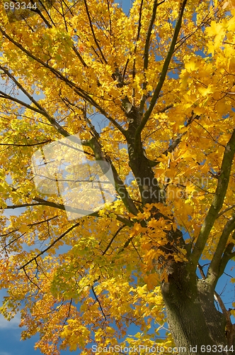 Image of Autumn Tree