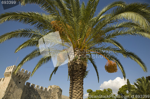 Image of Date palm and old castle