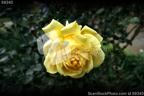 Image of the yelow flower