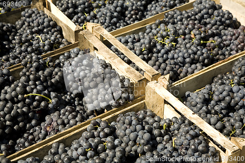 Image of Blue grapes