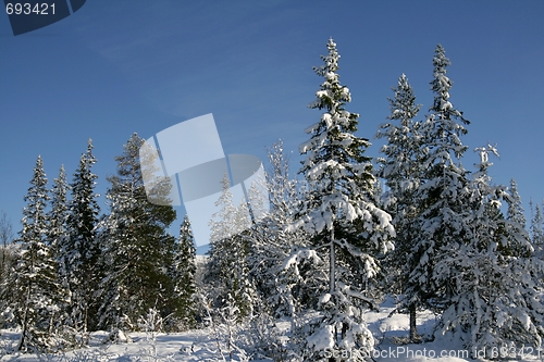 Image of Winter forest