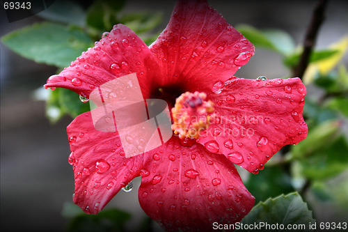 Image of the red flower