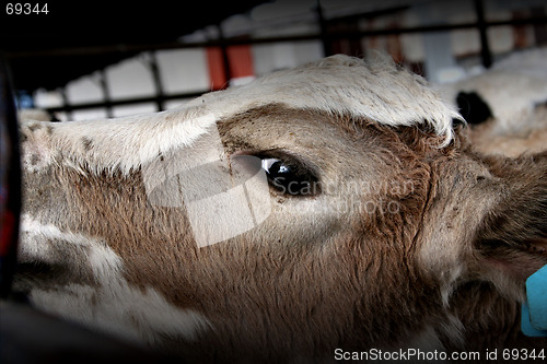 Image of a baby cow's eye