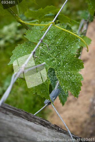 Image of Early Grapes on the Vine