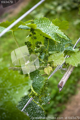 Image of Early Grapes on the Vine