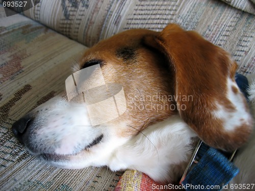 Image of Tired Beagle