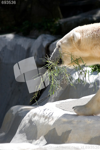 Image of Polar Bear