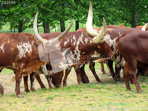 Image of livestock migration