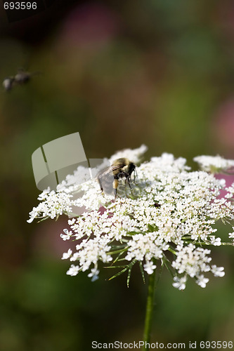 Image of Bumble Bee on a Flower