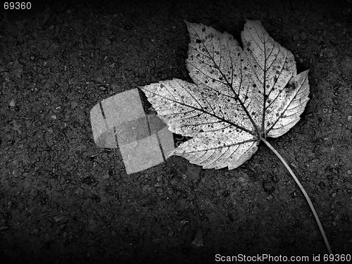 Image of a black and white leef