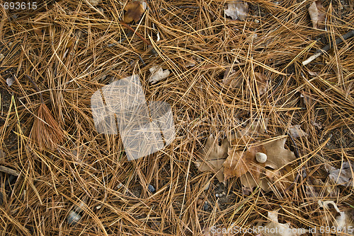 Image of pine needles