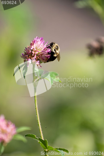 Image of Bumble Bee on a Flower