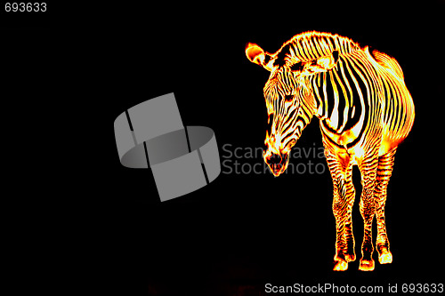 Image of Fiery Flaming Zebra