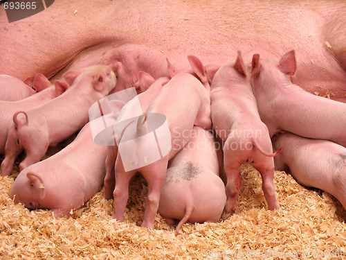Image of Hungry Piglets