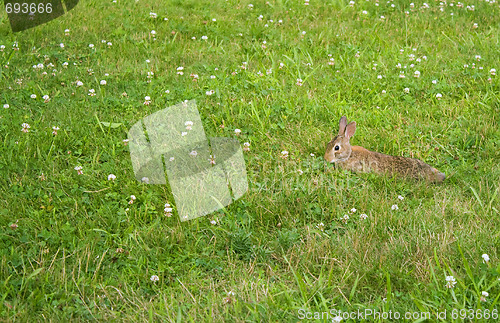 Image of Wild Bunny Rabbit