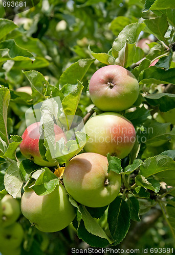 Image of Apples on a branch