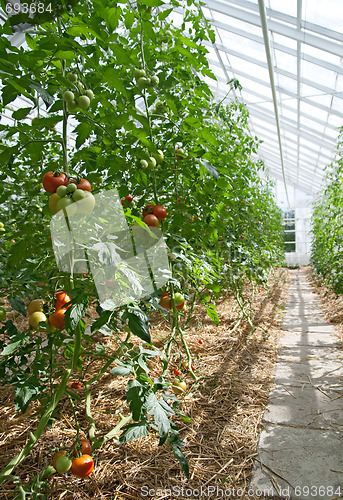 Image of Tomatoes in a sunny greenhouse