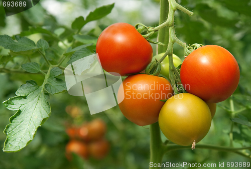 Image of Juicy and fresh tomatoes