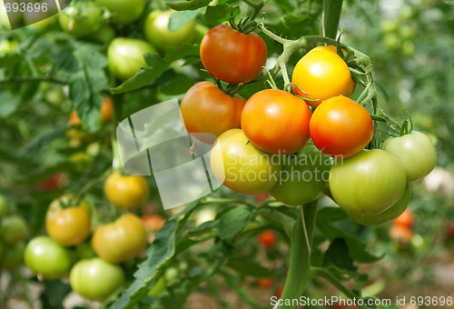 Image of Bunches of tomatoes in a greenhouse