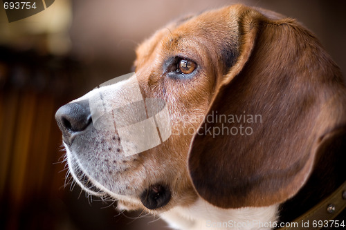 Image of Fine Looking Beagle