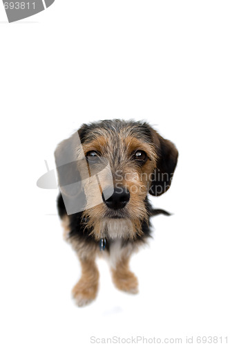 Image of Cute Puppy Dog Sitting