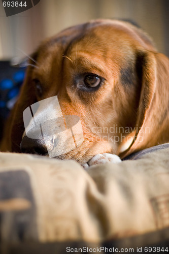 Image of sleepy beagle