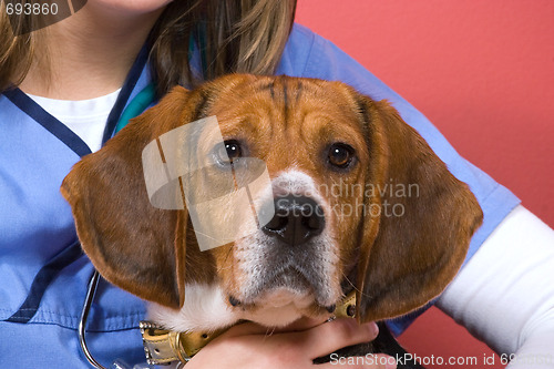 Image of Veterinarian With a Beagle