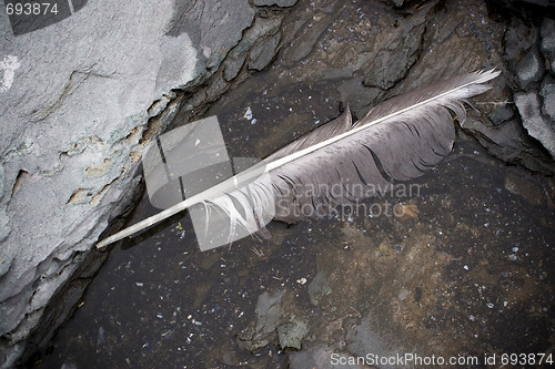 Image of Seagull Feather