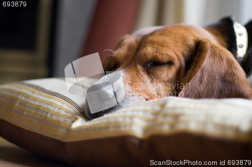 Image of Beagle Dog Sleeping